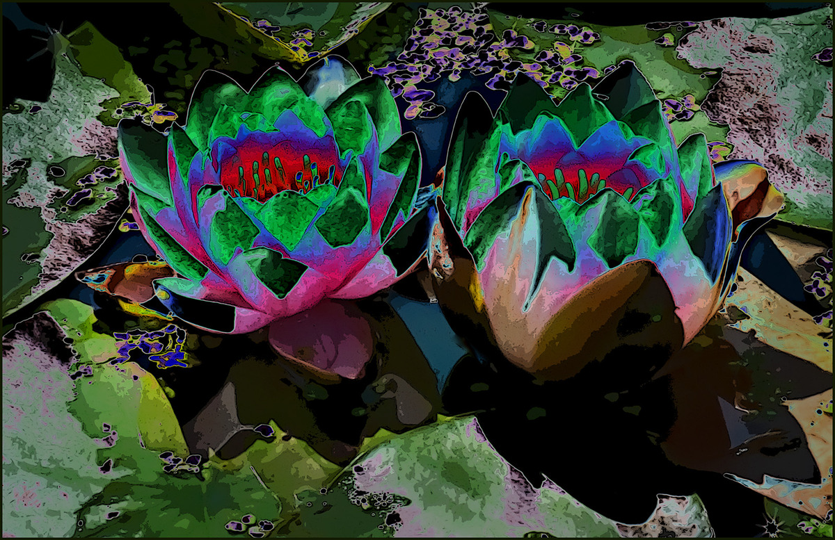 Water Lily Fantasy - John Laverock